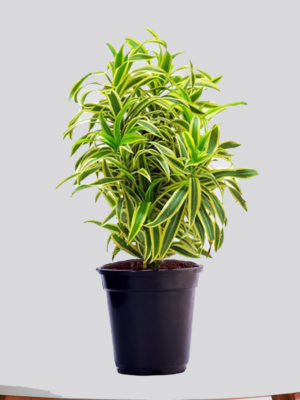 Surekha Agro Products Dracaena Reflexa (Songs of India) - 12-14" with 5" Black Pot | Air-Purifying Indoor Plant for Elegant Decor