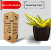 Sanseviera Trifasciata Snake Plant- Yellow
