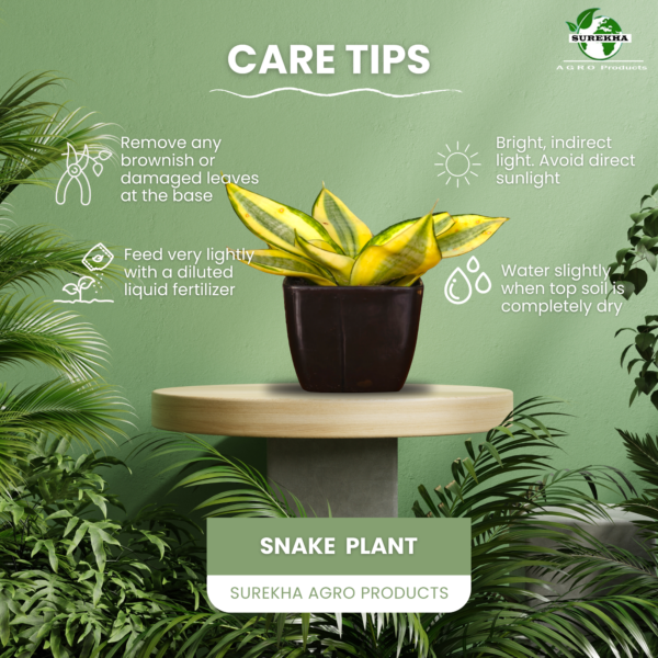 Sanseviera Trifasciata Snake Plant- Yellow