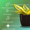 Sanseviera Trifasciata Snake Plant- Yellow