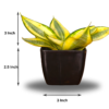 Sanseviera Trifasciata Snake Plant- Yellow