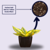 Sanseviera Trifasciata Snake Plant- Yellow
