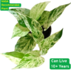 Surekha Agro Products Marble Queen Pothos - 12-14" with 5" Black Pot | Air-Purifying Indoor Plant for Easy Care
