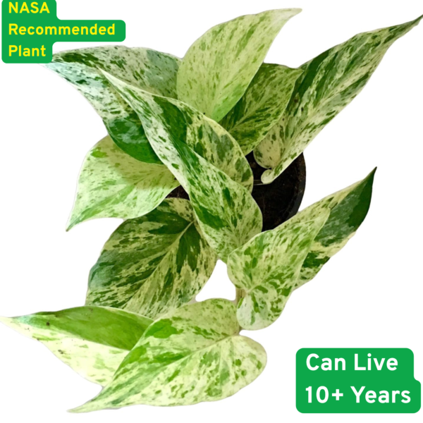 Surekha Agro Products Marble Queen Pothos - 12-14" with 5" Black Pot | Air-Purifying Indoor Plant for Easy Care