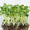 Microgreen Sunflower Seeds
