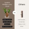 Lucky Brazilian Wood Plant (Dracaena fragrans) - Unique & Easy | Surekha Agro Products