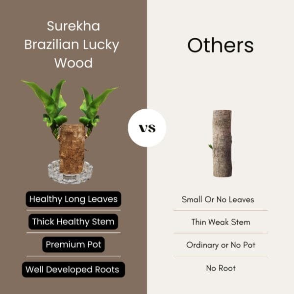 Lucky Brazilian Wood Plant (Dracaena fragrans) - Unique & Easy | Surekha Agro Products