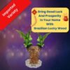 Lucky Brazilian Wood Plant (Dracaena fragrans) - Unique & Easy | Surekha Agro Products