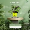 Surekha Agro Products Calathea Amagris - 8-10" with 5" Self-Watering Pot | Low Maintenance Indoor Plant for Stunning Foliage