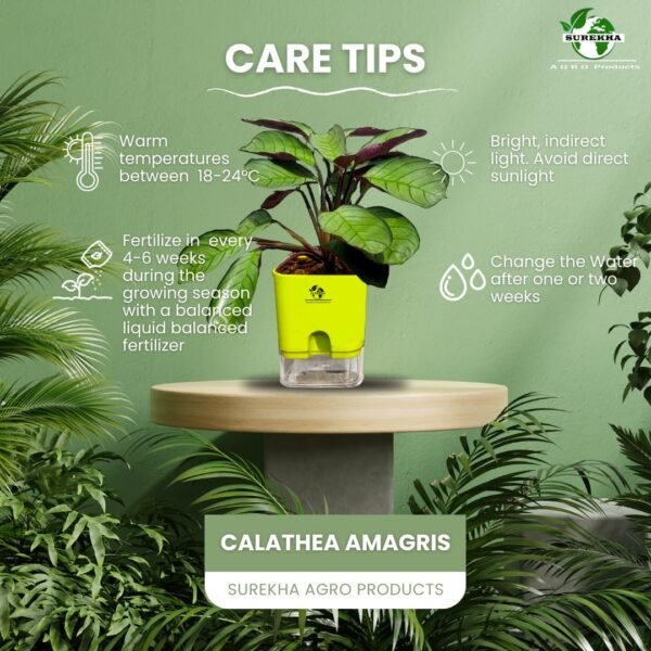 Surekha Agro Products Calathea Amagris - 8-10" with 5" Self-Watering Pot | Low Maintenance Indoor Plant for Stunning Foliage