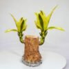 A rare Brazilian wood plant with striking yellow leaves in a transparent glass pot, adding an exotic touch to indoor greenery.