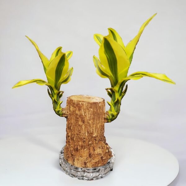 A rare Brazilian wood plant with striking yellow leaves in a transparent glass pot, adding an exotic touch to indoor greenery.
