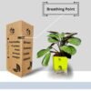 Surekha Agro Products Calathea Amagris - 8-10" with 5" Self-Watering Pot | Low Maintenance Indoor Plant for Stunning Foliage