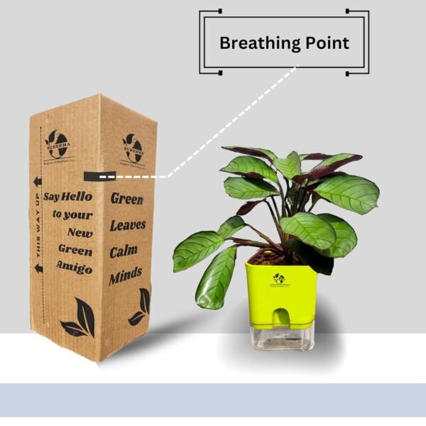 Surekha Agro Products Calathea Amagris - 8-10" with 5" Self-Watering Pot | Low Maintenance Indoor Plant for Stunning Foliage