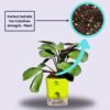 Surekha Agro Products Calathea Amagris - 8-10" with 5" Self-Watering Pot | Low Maintenance Indoor Plant for Stunning Foliage
