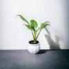 Peace Lily (Spathiphyllum) - Elegant Indoor Plant with Air-Purifying Benefits | White Pot | Surekha Agro Products