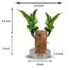 Lucky Brazilian Wood Plant (Dracaena fragrans) - Unique & Easy | Surekha Agro Products
