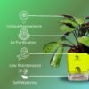 Surekha Agro Products Calathea Amagris - 8-10" with 5" Self-Watering Pot | Low Maintenance Indoor Plant for Stunning Foliage