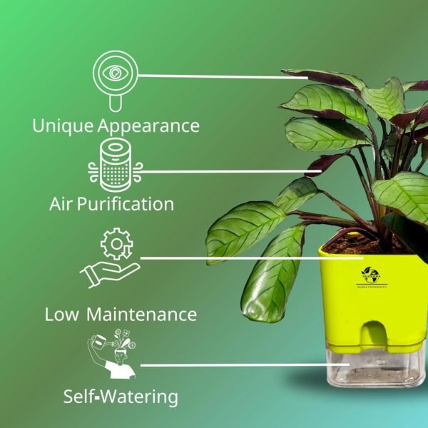 Surekha Agro Products Calathea Amagris - 8-10" with 5" Self-Watering Pot | Low Maintenance Indoor Plant for Stunning Foliage