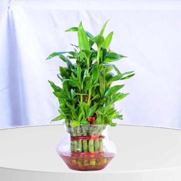 Lucky Bamboo (Dracaena sanderiana) - Easy Care & Feng Shui Symbol | 3 Layer Luck Bamboo | Surekha Agro Products