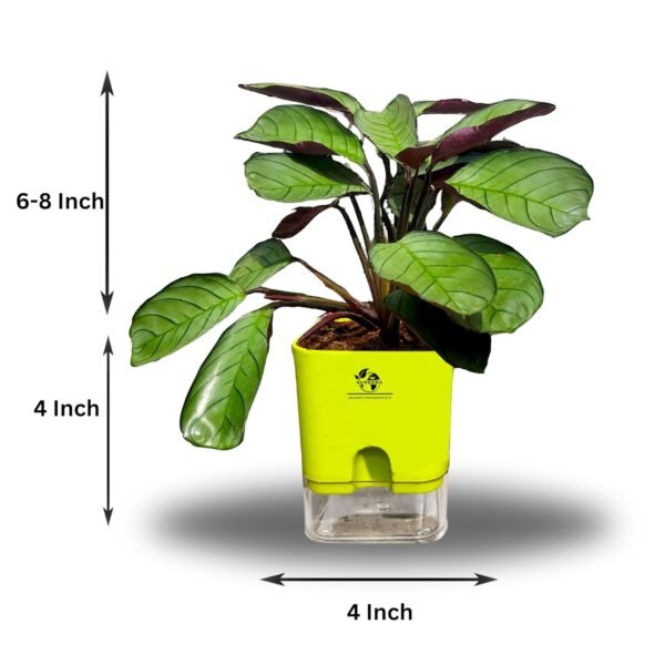 Surekha Agro Products Calathea Amagris - 8-10" with 5" Self-Watering Pot | Low Maintenance Indoor Plant for Stunning Foliage