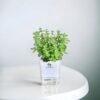 A compact Jade Plant with thick, glossy green leaves in a self-watering white pot, suited for indoor air improvement and décor.