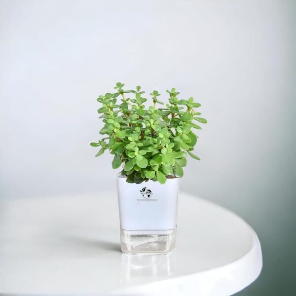 A compact Jade Plant with thick, glossy green leaves in a self-watering white pot, suited for indoor air improvement and décor.