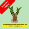 Lucky Brazilian Wood Plant (Dracaena fragrans) - Unique & Easy | Surekha Agro Products