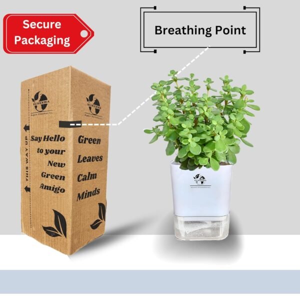 Surekha Agro Products Jade Plant (Crassula ovata) - 8-10" with 5" Self-Watering Pot | Low Maintenance Succulent for Indoor Spaces