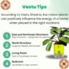 Surekha Agro Products Calathea Amagris - 8-10" with 5" Self-Watering Pot | Low Maintenance Indoor Plant for Stunning Foliage