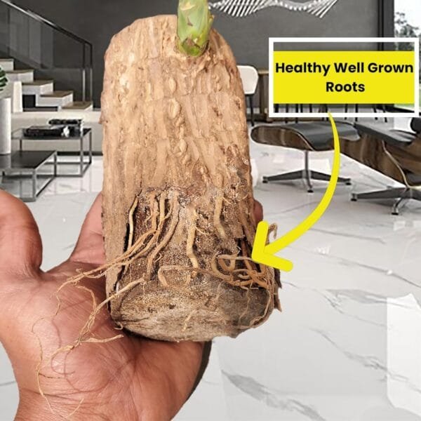 Lucky Brazilian Wood Plant (Dracaena fragrans) - Unique & Easy | Surekha Agro Products