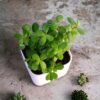Bird’s eye view of a lush jade plant with thick green leaves, symbolizing Jade plant benefits like air purification and positive energy.