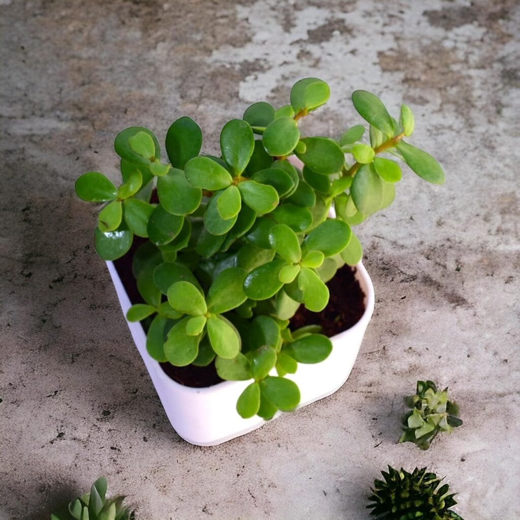 Bird’s eye view of a lush jade plant with thick green leaves, symbolizing Jade plant benefits like air purification and positive energy.