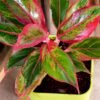 Surekha Agro Products Red Aglaonema - Air Purifying, Low Light, Self-Watering (8-10")