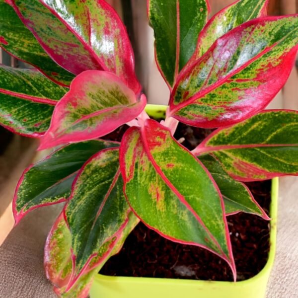 Surekha Agro Products Red Aglaonema - Air Purifying, Low Light, Self-Watering (8-10")