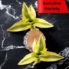 Rare Yellow Variety  Lucky Brazilian Wood Plant (Dracaena fragrans) - Unique & Easy | Surekha Agro Products