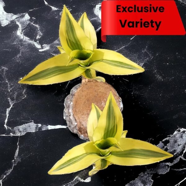 Rare Yellow Variety  Lucky Brazilian Wood Plant (Dracaena fragrans) - Unique & Easy | Surekha Agro Products