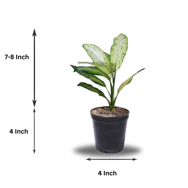 Green Aglaonema (Chinese Evergreen) - Easy-Care, Low-Light Indoor Plant | 5 Inch Black Pot | Surekha Agro Products