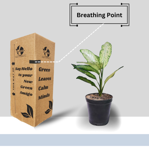 Green Aglaonema (Chinese Evergreen) - Easy-Care, Low-Light Indoor Plant | 5 Inch Black Pot | Surekha Agro Products