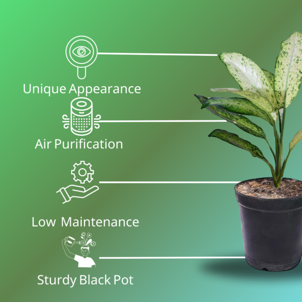 Green Aglaonema (Chinese Evergreen) - Easy-Care, Low-Light Indoor Plant | 5 Inch Black Pot | Surekha Agro Products