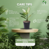 Green Aglaonema (Chinese Evergreen) - Easy-Care, Low-Light Indoor Plant | 5 Inch Black Pot | Surekha Agro Products