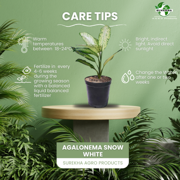 Green Aglaonema (Chinese Evergreen) - Easy-Care, Low-Light Indoor Plant | 5 Inch Black Pot | Surekha Agro Products