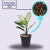 Green Aglaonema (Chinese Evergreen) - Easy-Care, Low-Light Indoor Plant | 5 Inch Black Pot | Surekha Agro Products