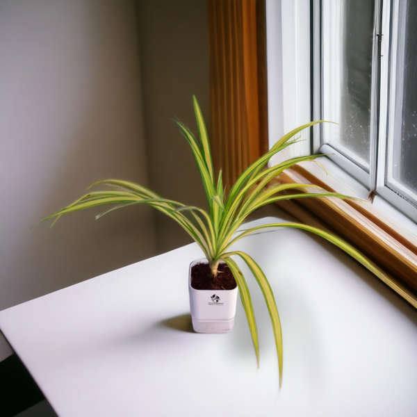 Spider Indoor Plants For Living Room With Self Watering Pot(White)