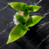 Lucky Brazilian Wood Plant (Dracaena fragrans) - Unique & Easy | Surekha Agro Products