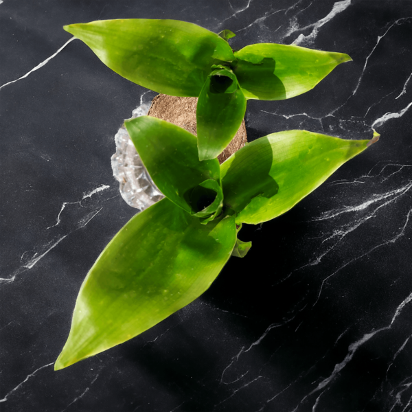 Lucky Brazilian Wood Plant (Dracaena fragrans) - Unique & Easy | Surekha Agro Products