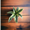 Surekha Agro Products Sansevieria Golden Hahnii Lotus Snake Plant - 8-10" with 5" Self Watering Pot | Air Purifying & Low Maintenance