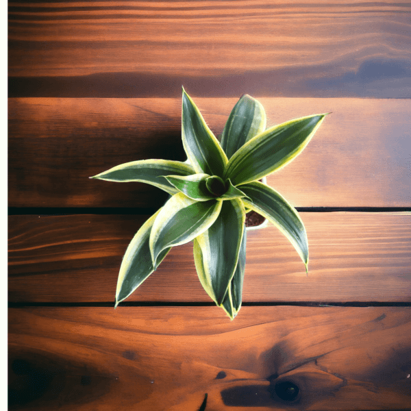 Surekha Agro Products Sansevieria Golden Hahnii Lotus Snake Plant - 8-10" with 5" Self Watering Pot | Air Purifying & Low Maintenance