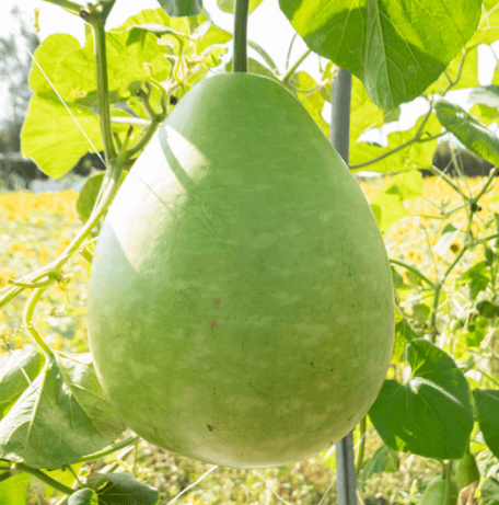 Bottle Gourd Round Seeds