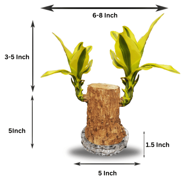 Rare Yellow Variety  Lucky Brazilian Wood Plant (Dracaena fragrans) - Unique & Easy | Surekha Agro Products